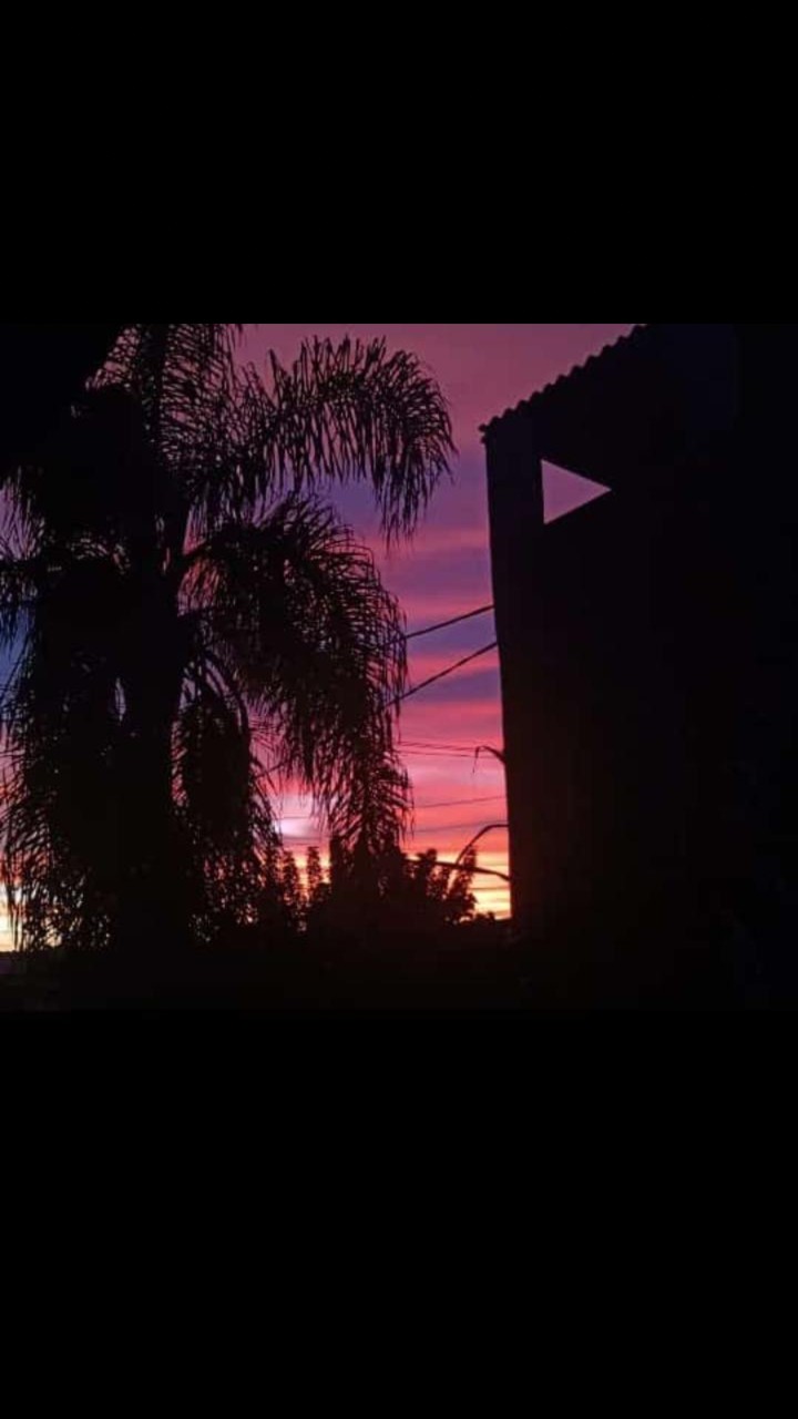 amanhecer silhueta árvore palmeira