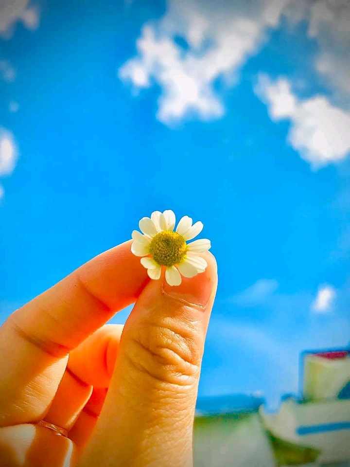 flowers and blue sky
