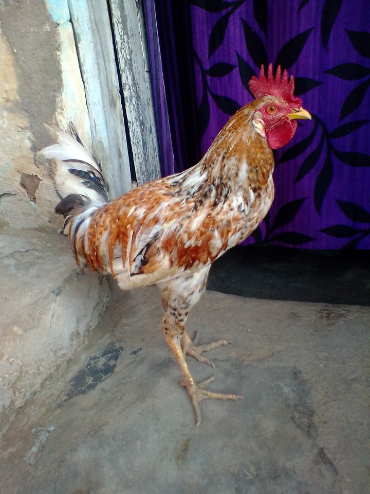 gunja