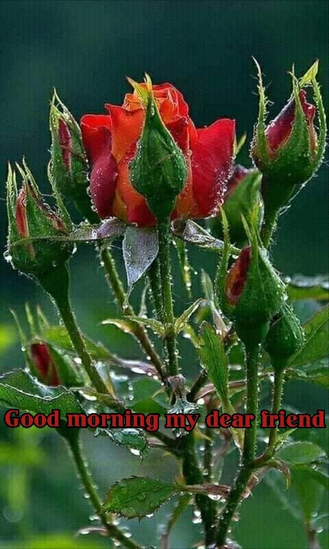 Gud mng