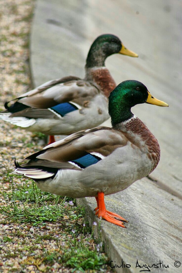 Ducks