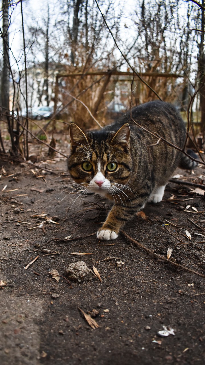 cat