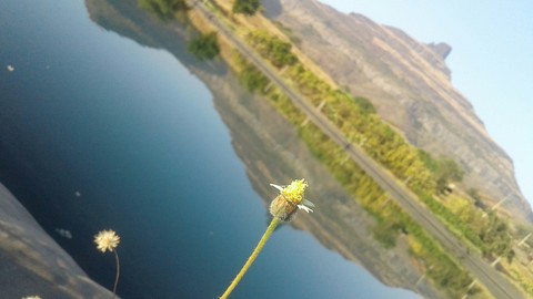 Mt. Vikhara and a little flower.