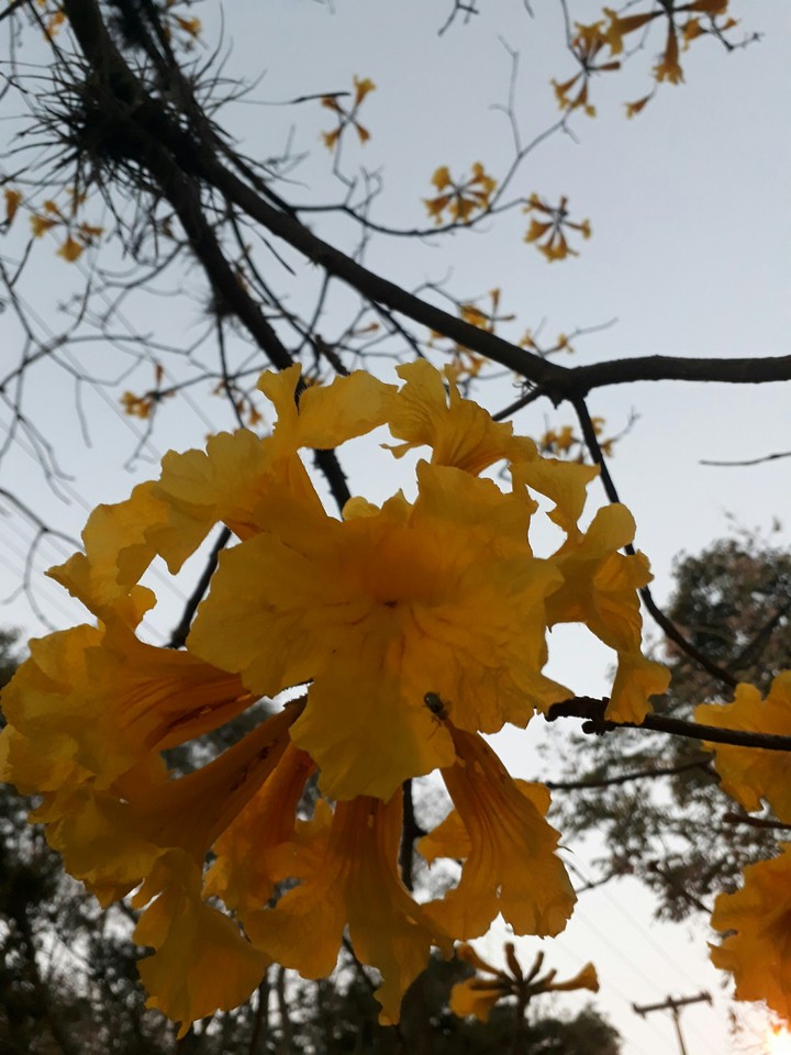 Primavera