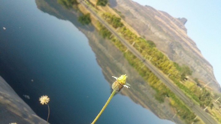 Mt. Vikhara and a little flower.