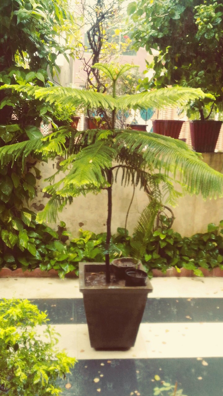 Christmas tree in rain
