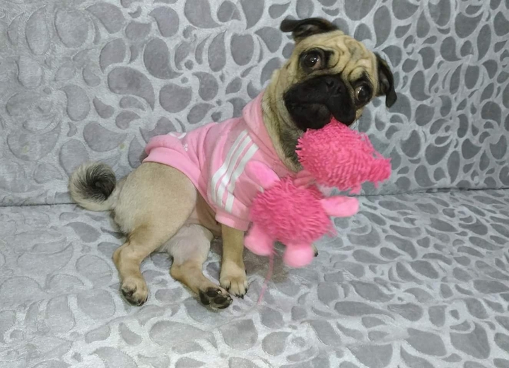 pug