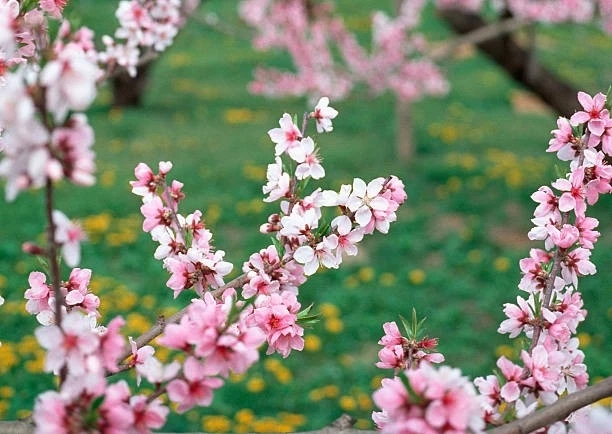 pink peach blossoms