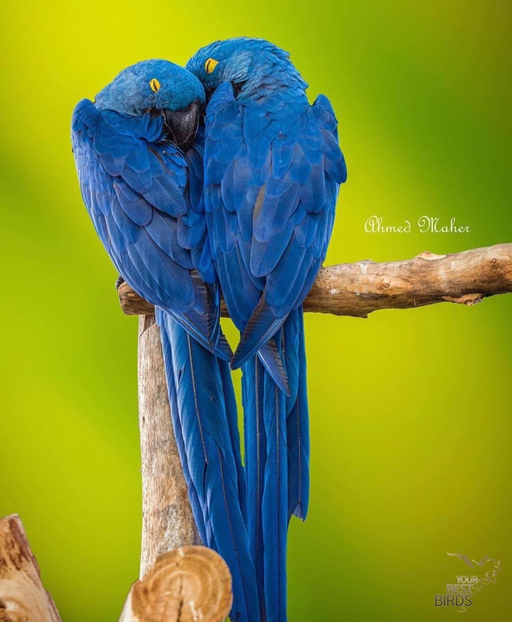 طوطی