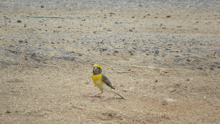 Male Weaver