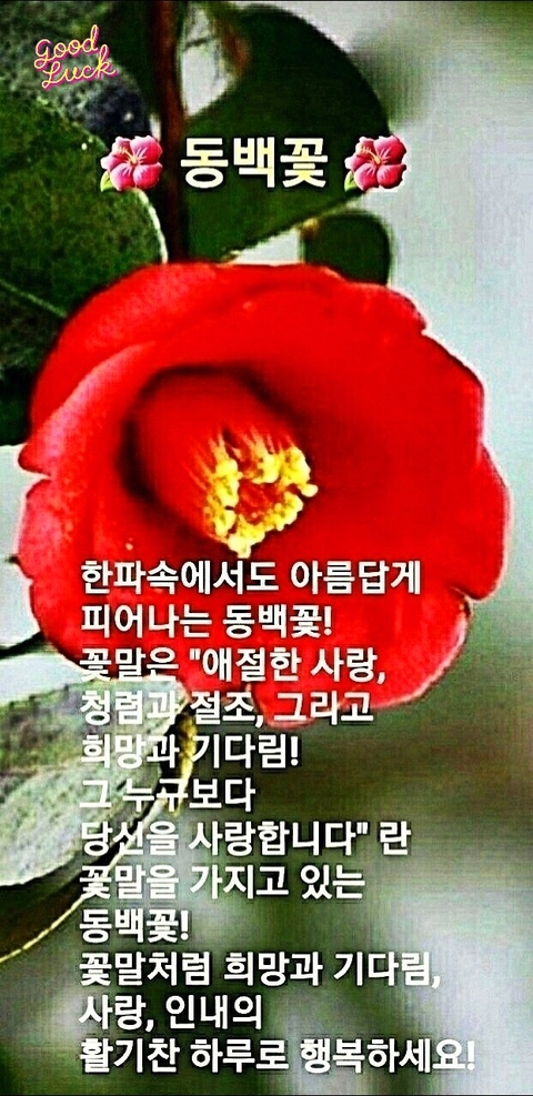 sfondi flower, poster
