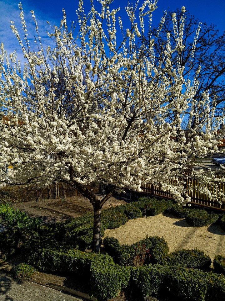 spring tree