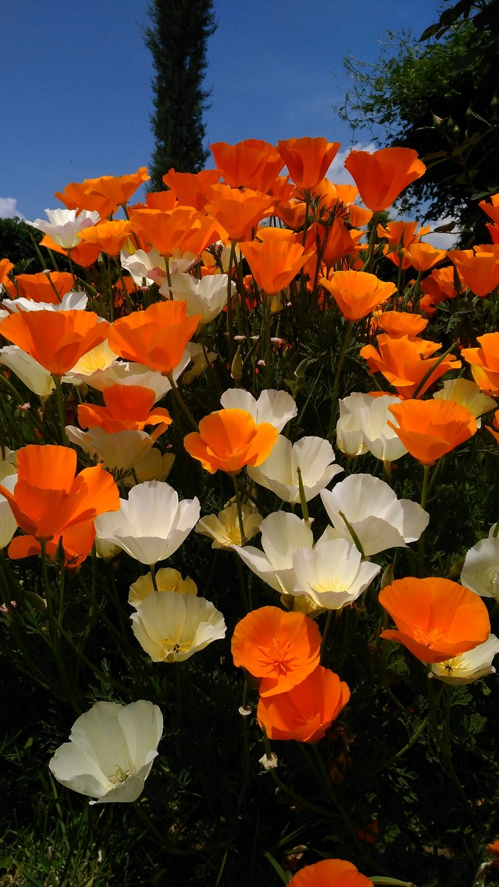 Flowers tulips
