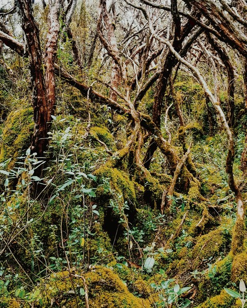 Cajas National Park Cuenca Ecuador