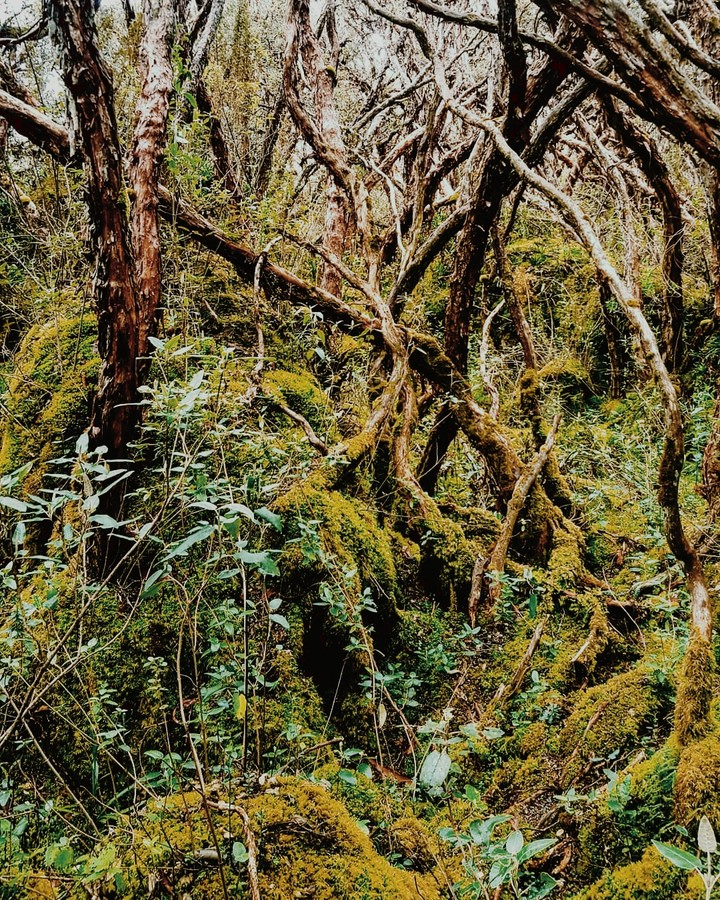 Cajas National Park Cuenca Ecuador