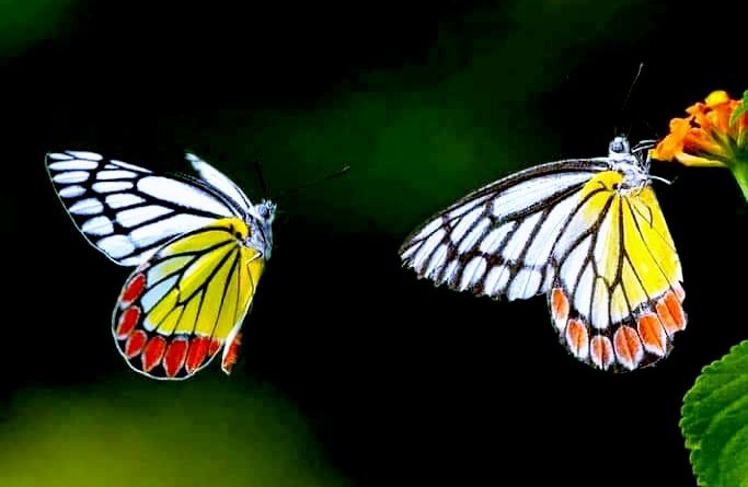 Butterfly ?