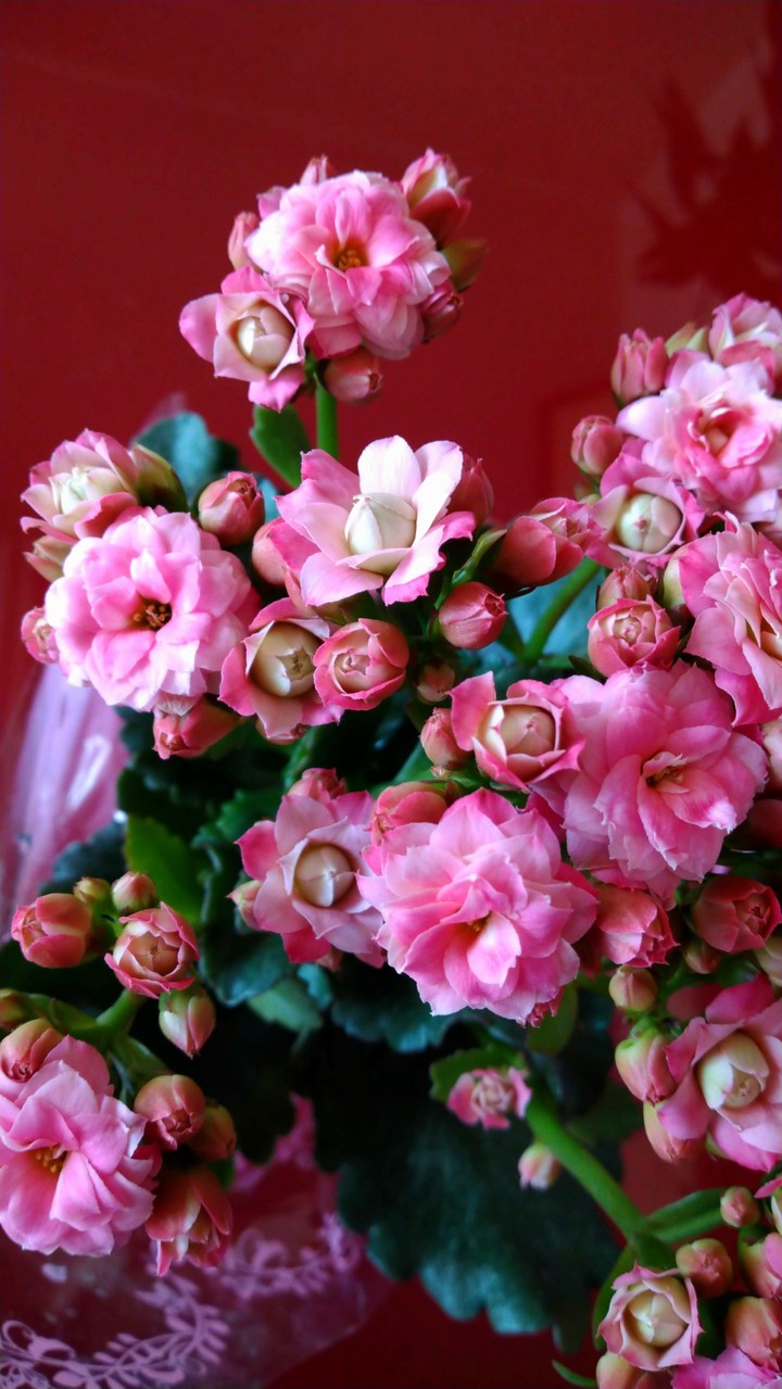 not roses, like roses