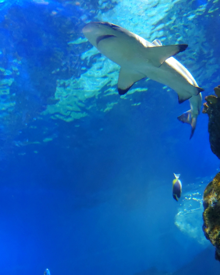 Acuario de Benalmádena Beach