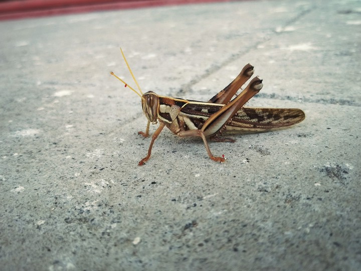 Grasshopper
