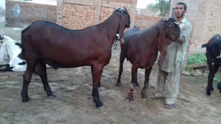 animal