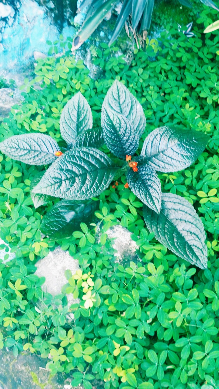 leaf of life