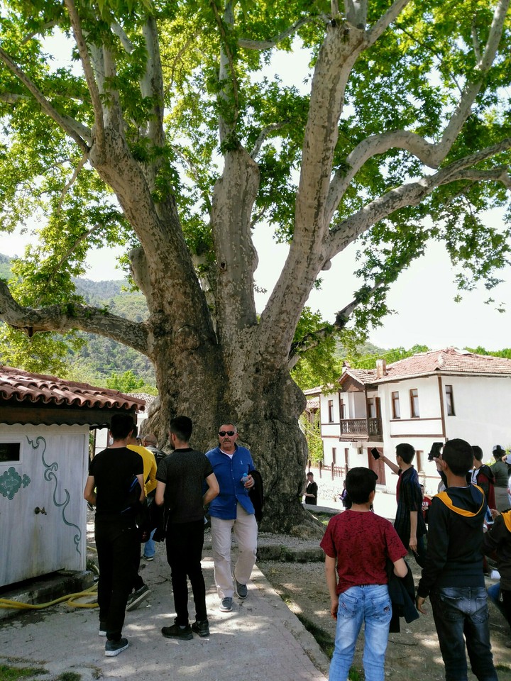 Sema