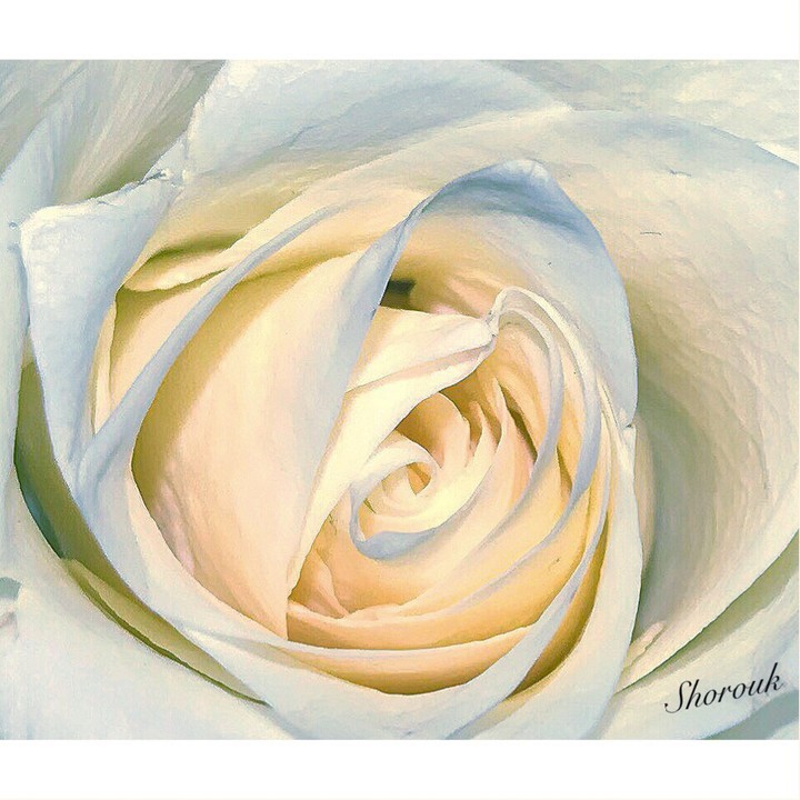 rose