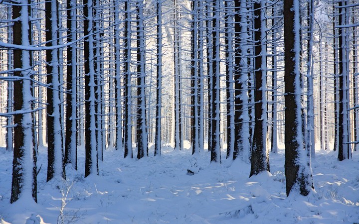 Bosque