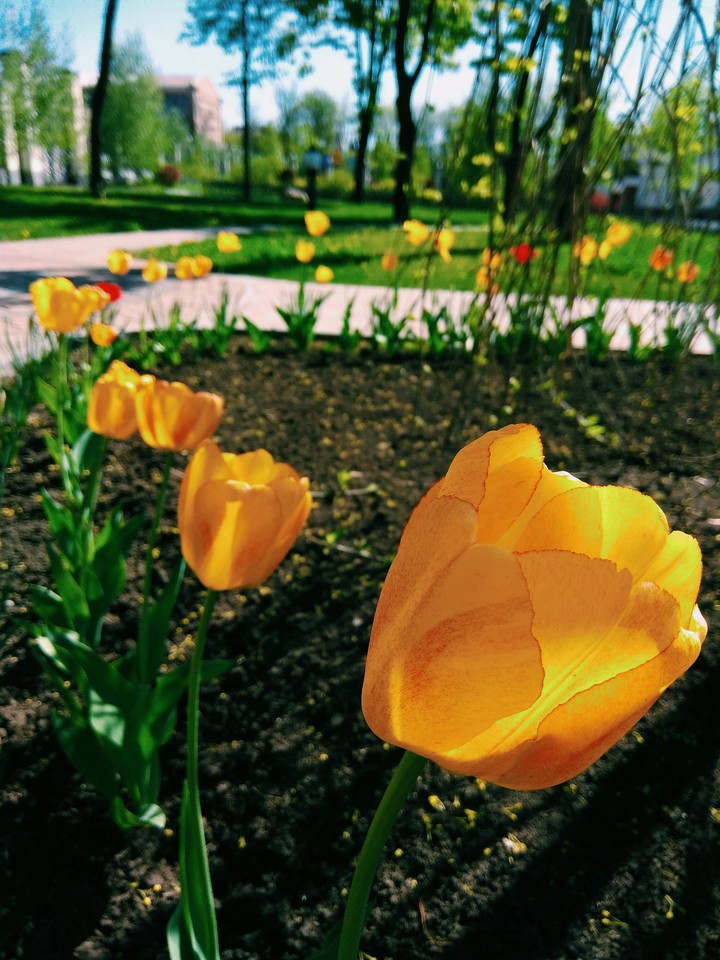 Tulips