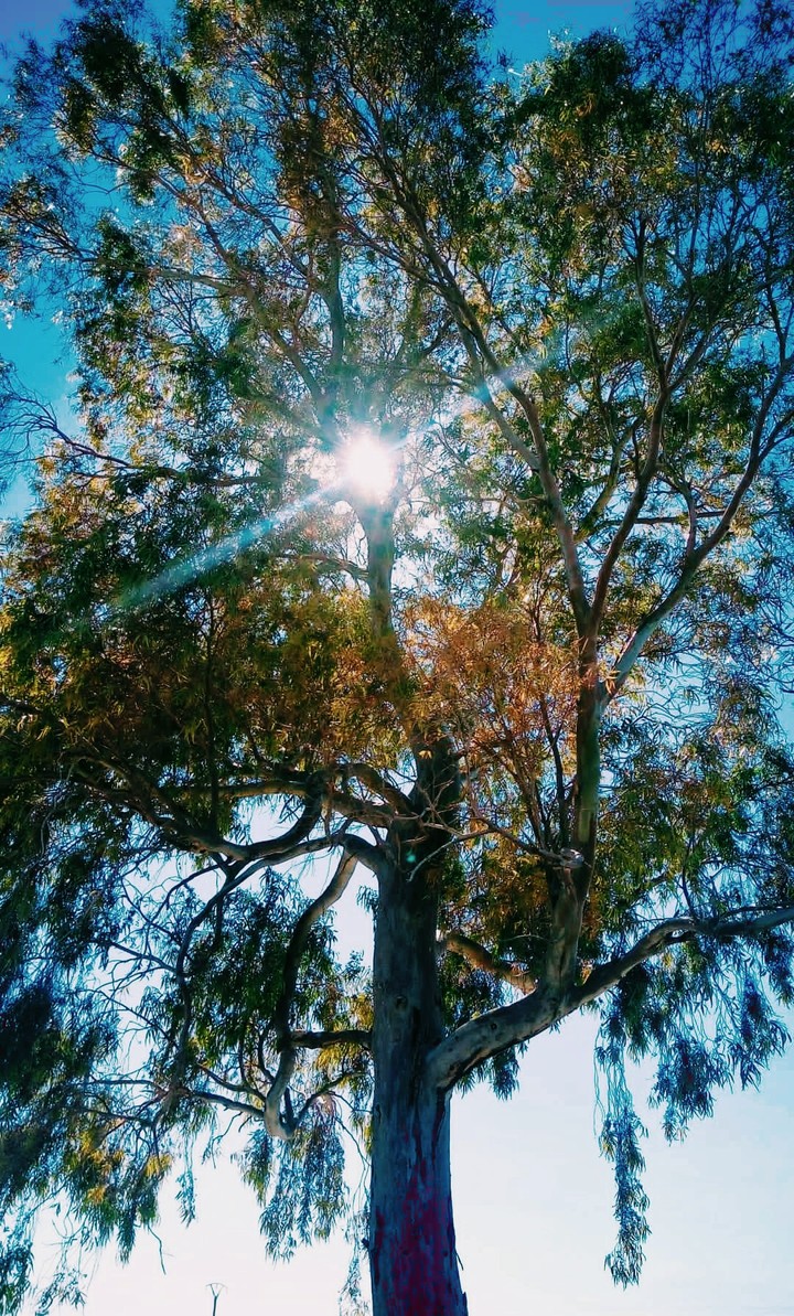 tree