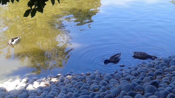 Pond