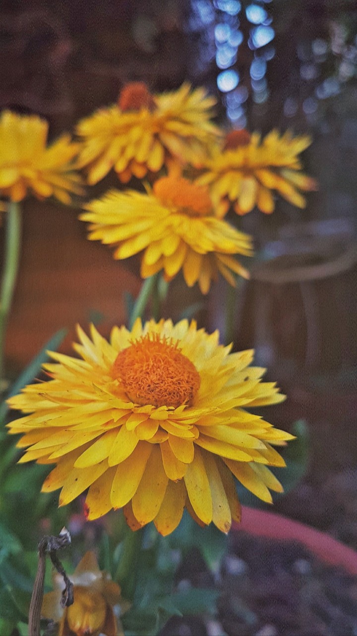 Strawflower | paper daisy |  everlasting daisy