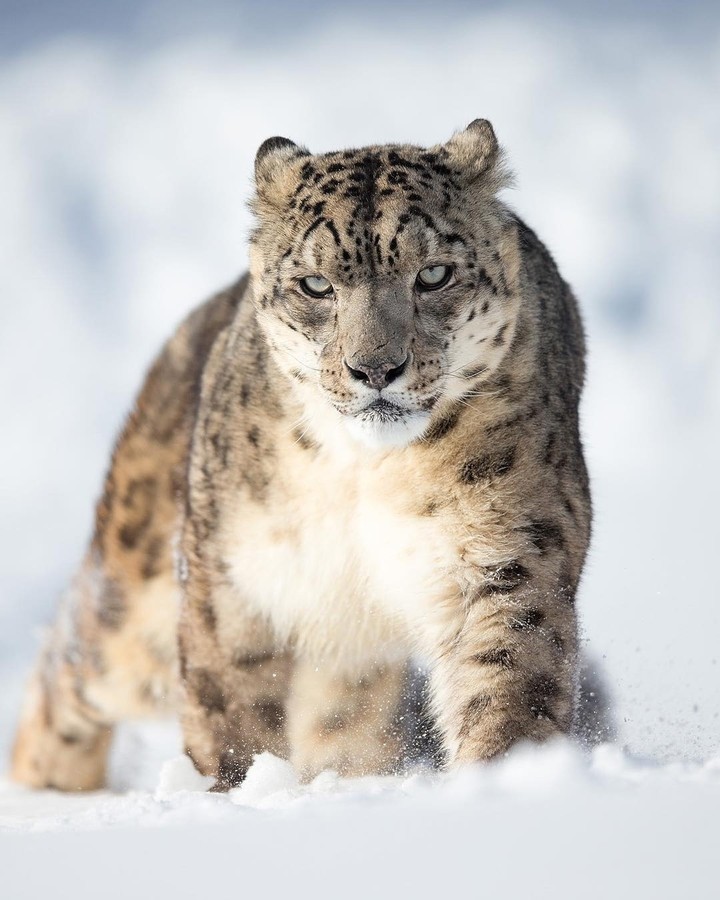 Snow leopard