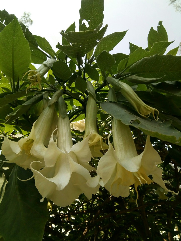 ramillete de flores