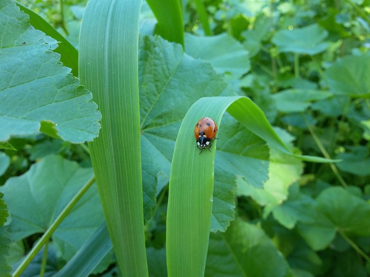ladybird