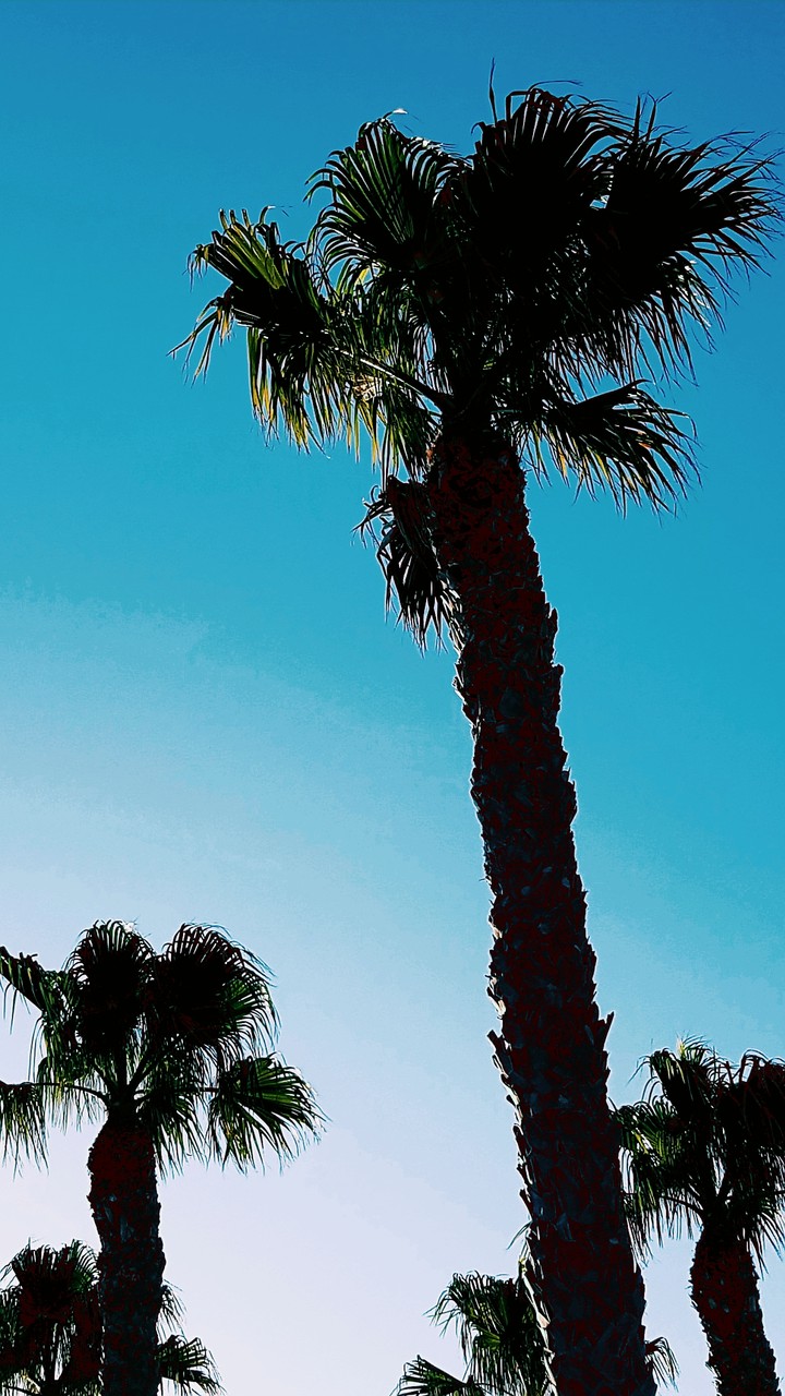 Tropical Spanish II
