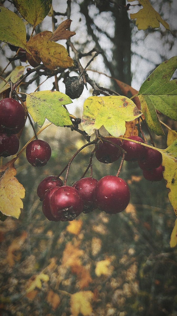 Berry