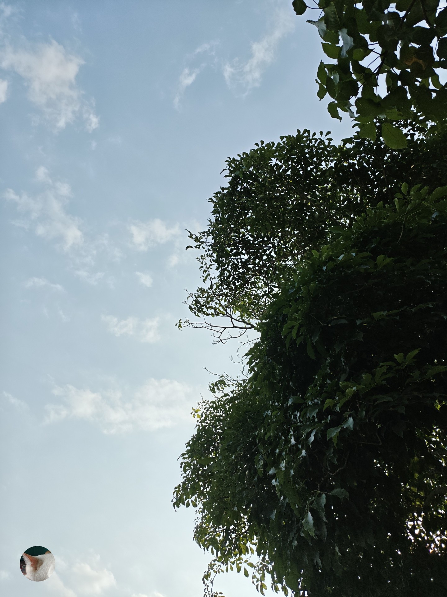sfondi cloud, leaf