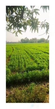 This is my field