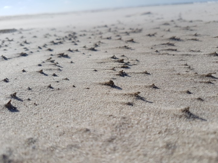 Tiny Sand Dunes