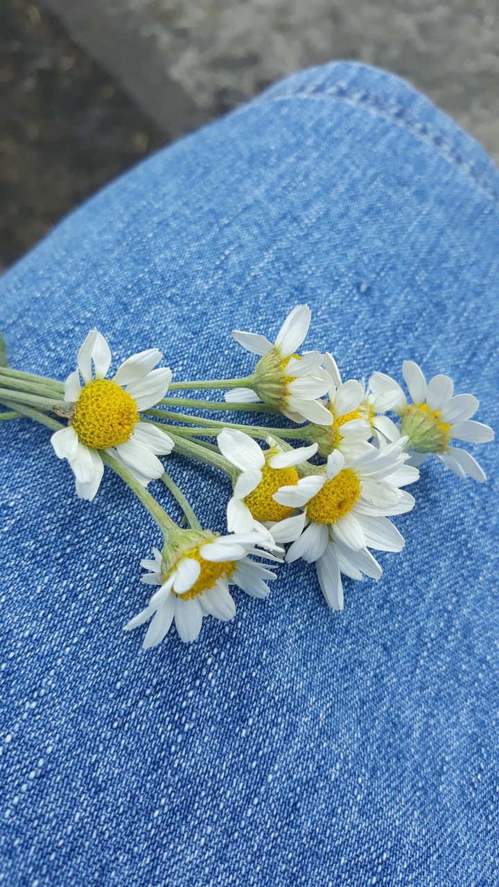 flowers