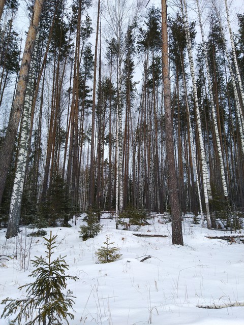 зима