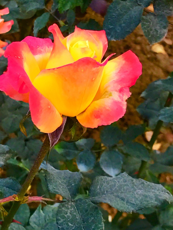Morning beauty