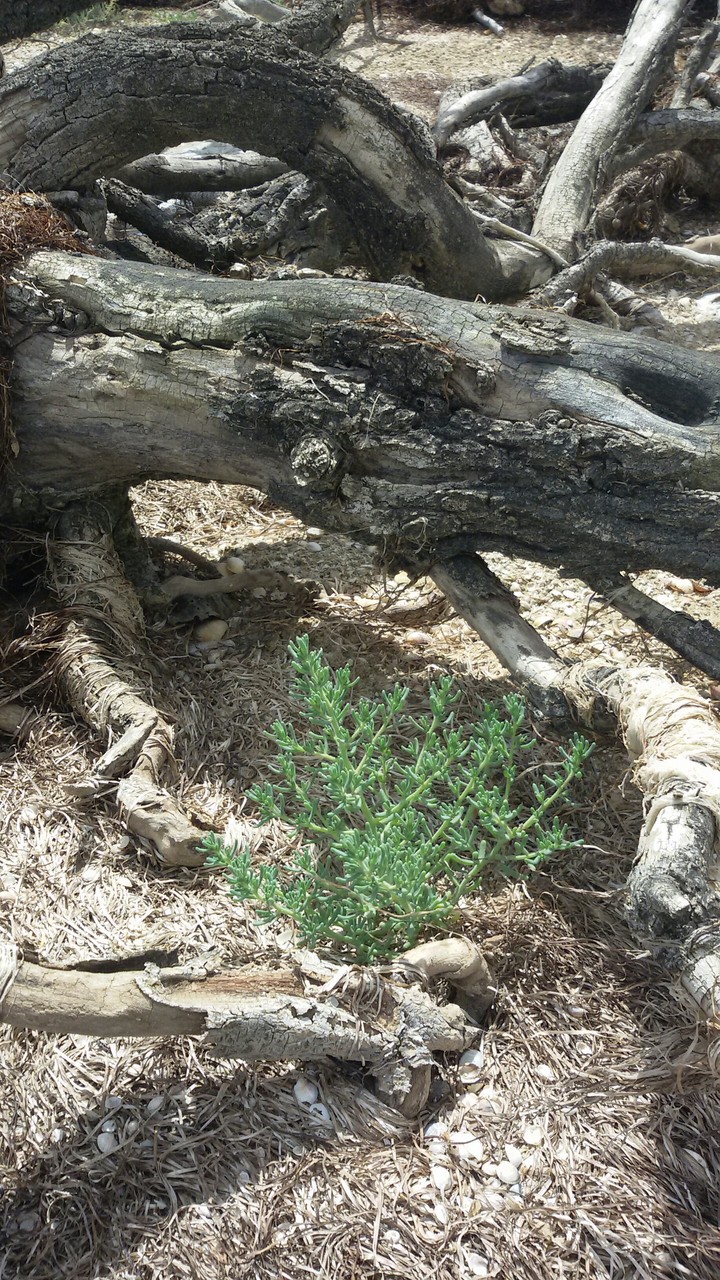 Green Plant