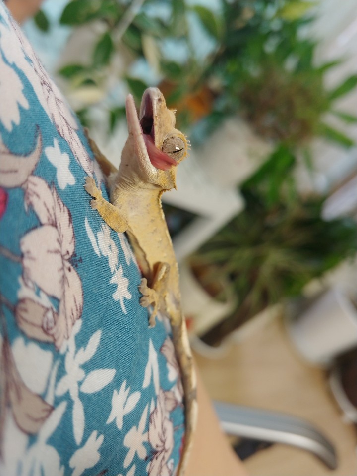 cute cute cute cute lizard