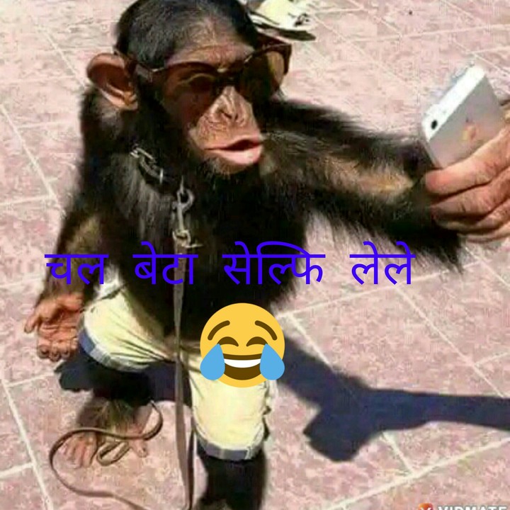 funny monkey