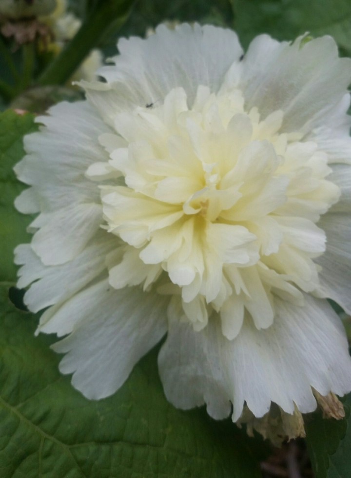 gentle flower