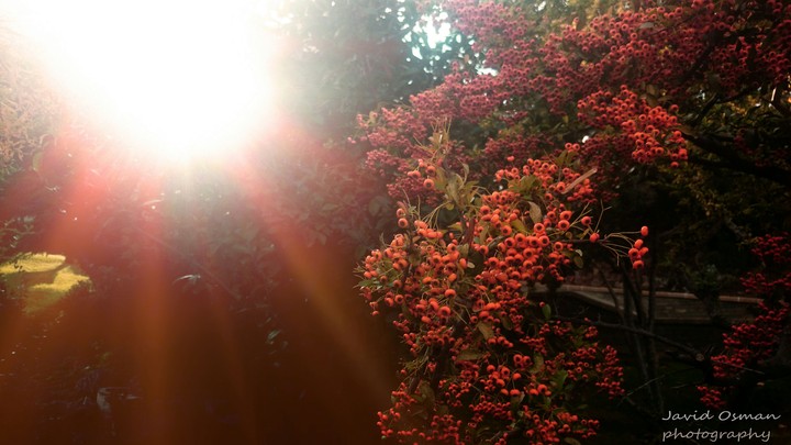 sunny