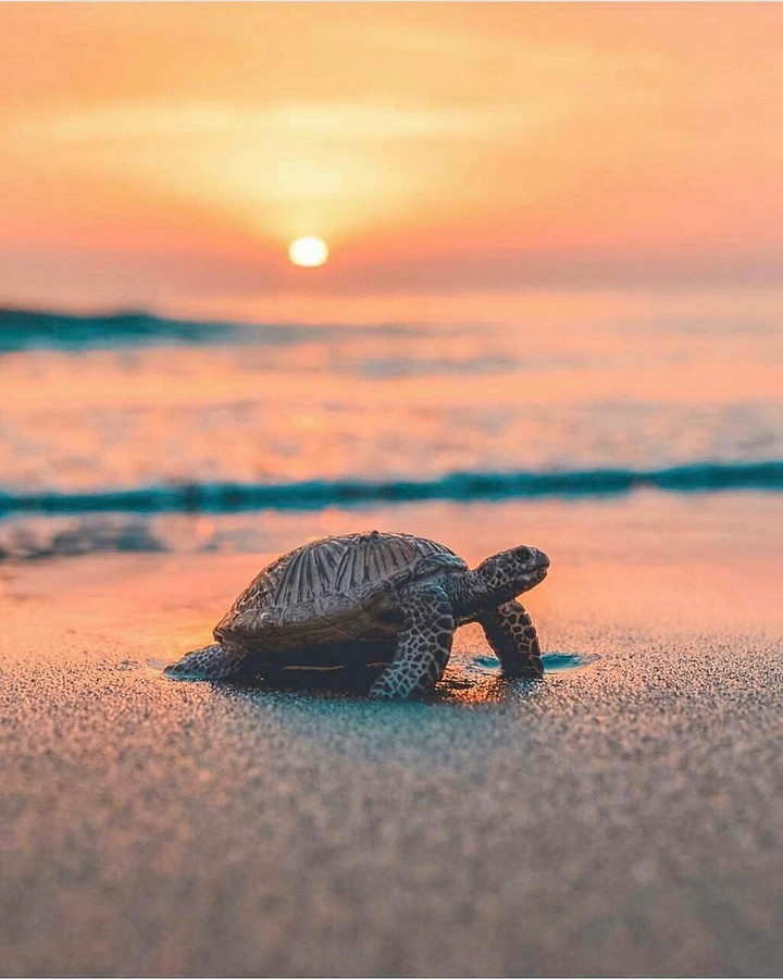 tortoise