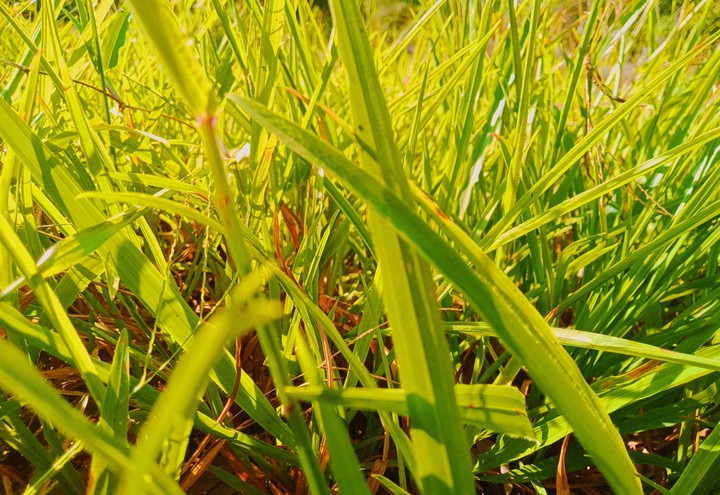 GRASS